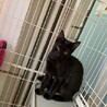 人馴れ進んでます！可愛い頃猫モアちゃん サムネイル5