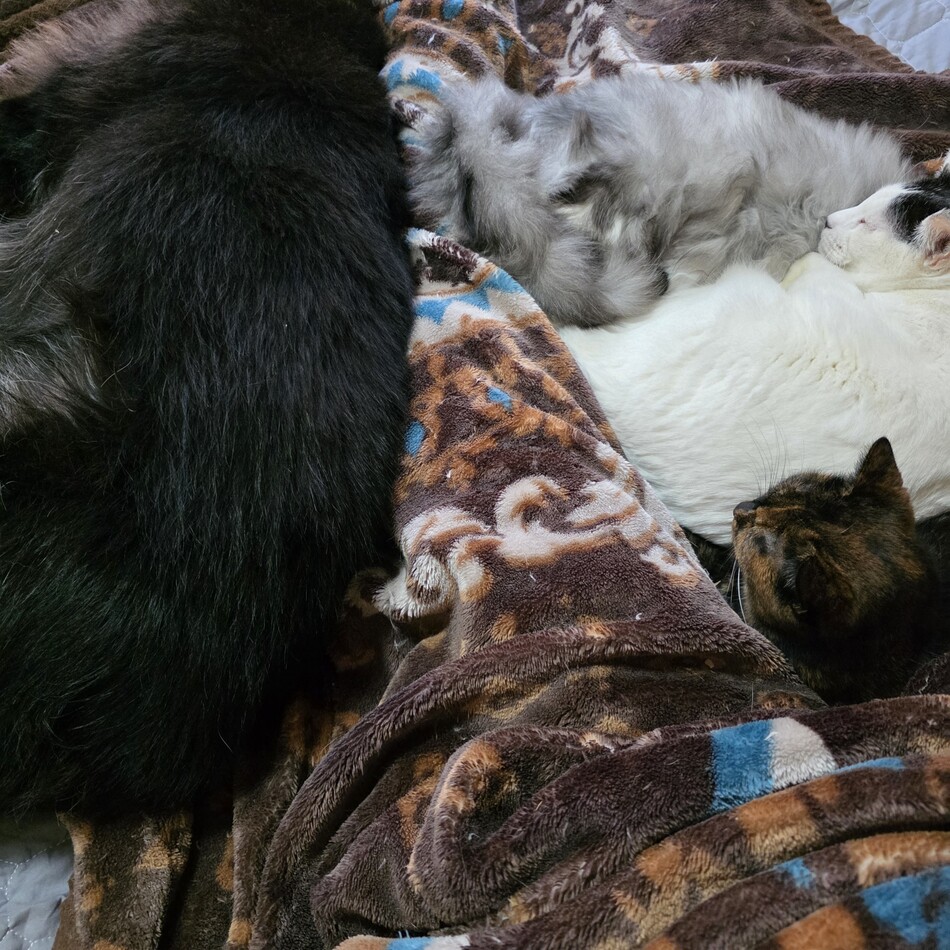 セーブルのカバー写真