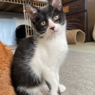 ちょっぴり不思議ちゃん？の『イセ』くんです