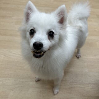 スピッツの泉ちゃん♡なでなで大好きな女の子♪