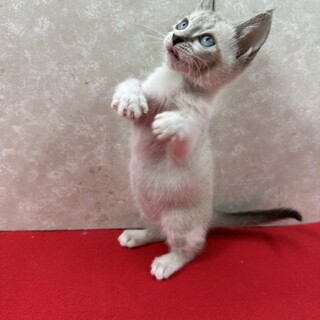 青い目のシャムMIX2か」東京都 - 猫の里親募集(530911) :: ペットの