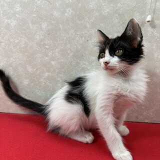 三兄妹うがい手洗い譲渡会！慣れてる牛柄❤も～ちゃん