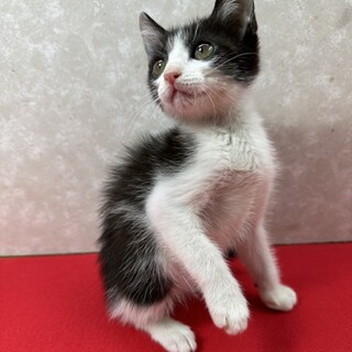 三兄妹うがい手洗い譲渡会！慣れてる❤まる