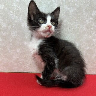 三兄妹うがい手洗い譲渡会！慣れてる❤ソラちゃん