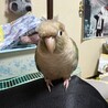 ななひす