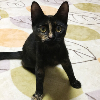 犬みたいに人なつっこい『キョロちゃん』５カ月