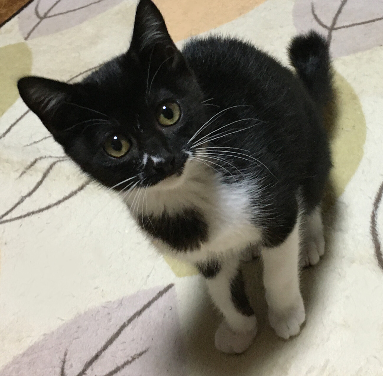 初心者向！人が大好き甘え」東京都 - 猫の里親募集(530919