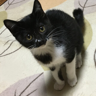 初心者向！人が大好き甘えん坊『ごまちゃん』３カ月半