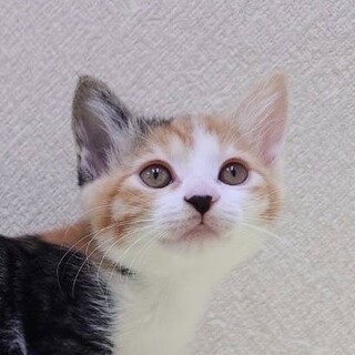 11/24高田馬場★ちよちゃん★小粒だけどタフだよ