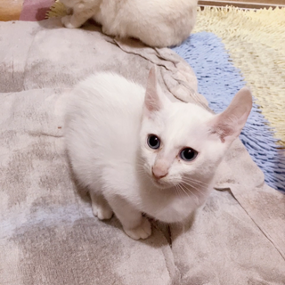 白猫×アメリカンカール♂2ヶ月