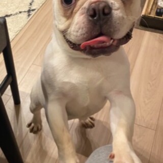 フレンチブルドッグ　元気な男の子