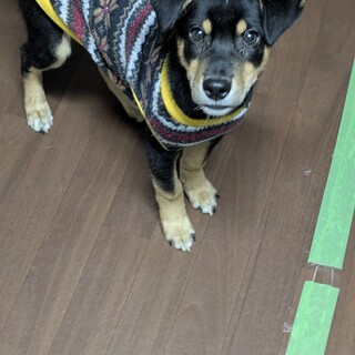 たれ耳の可愛い男の子