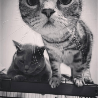 多頭飼いして頂ける方のみお願い致します