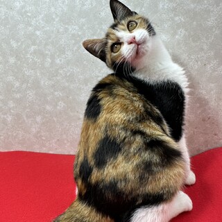 猫を飼わないと人生損してる！スリベタ兄妹❤風花