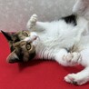 猫を飼わないと人生損してる！スリベタ兄妹❤風花 サムネイル3