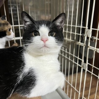 猫を飼わないと人生損してる！スリベタ兄妹❤大福