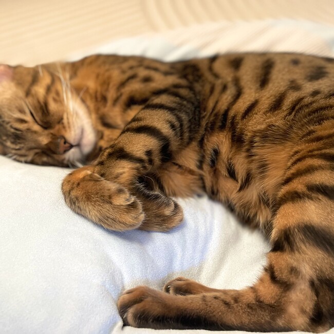 じとあやのカバー写真