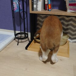 ご飯をビビりながら食べるぼんちゃん