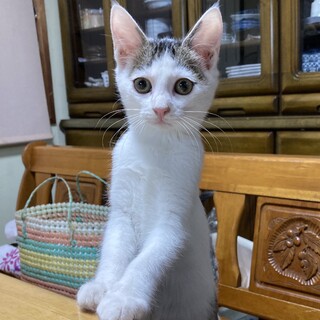 終生飼える方求む