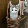 終生飼える方求む サムネイル6
