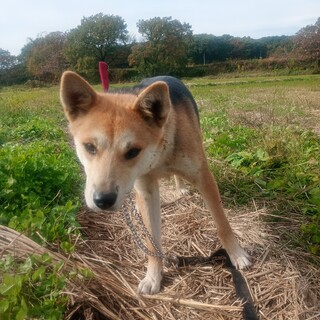小さめだけどとってもきれいなジェニーちゃん