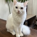 モフモフ白猫ちゃん