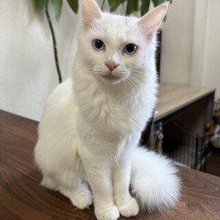 モフモフ白猫ちゃん