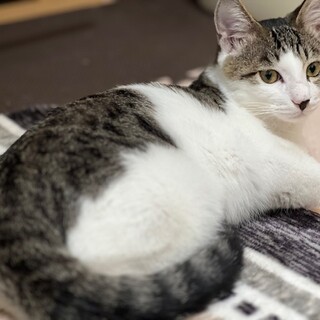 甘えっ子の為お留守番少なめ希望のコッシ―君