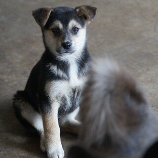 明るい性格のトコトコちゃん