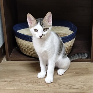 優しいお顔立ち、甘えっ子のくりちゃん