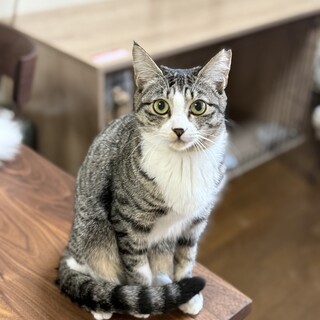 お目々クリクリ可愛いサバシロちゃん