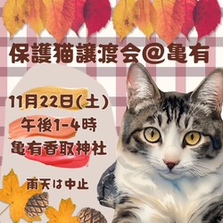 保護猫譲渡会＠亀有香取神社