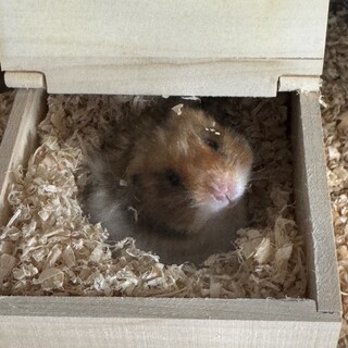 代理　ゴールデンハムスター