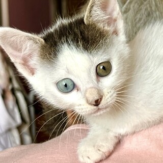 元気で愛らしい3兄妹（♀、♀〈オッドアイ〉、♂）