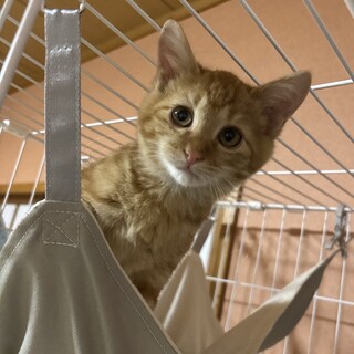 【11/30東銀座】らおくんくん★３ヵ月♪