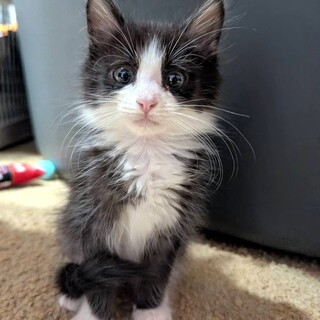 【1/10東銀座】きぃちゃん★４ヵ月♪