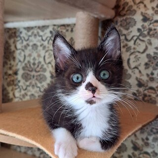 【1/10東銀座】ちょび太くん★４ヵ月♪