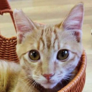 元気いっぱい☆陽キャ♡茶トラくんฅ•ﻌ•ฅ