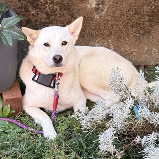 白柴風ミックス女子【スノーボール】