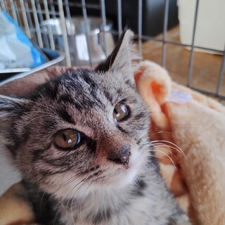 ピンク・美人5兄弟姉妹毛並みはまるでシルク