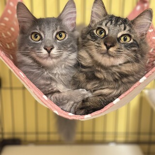 ★ふわふわ長毛兄弟★エクラ＆ソレイユ★