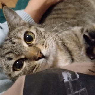 抱っこ好き★あまちゃん★猫より人が好き！