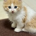 やんちゃ盛りの茶白ボーイ