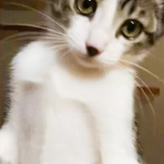 元気いっぱい！美人でやんちゃな女の子