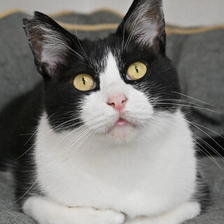 にたま：食いしん坊のモフモフ男の子