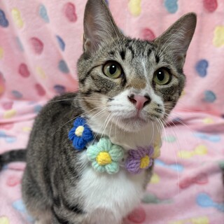 キジトラ兄弟★かんたくん♪