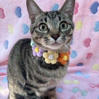 キジトラ兄弟★さつき君