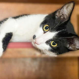 ちょっぴりビビりで甘えん坊な白黒ハチワレオス