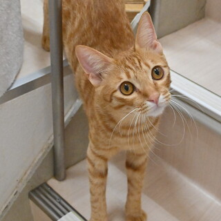 グングン：見上げる顔がたまらない！