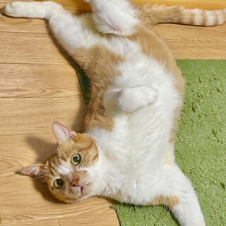 茶白猫のヒコくん（相模原市生活衛生課）